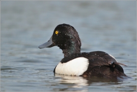 <p>Polák chocholačka (Aythya fuligula) –--- /Tufted duck – Reiherente/</p>